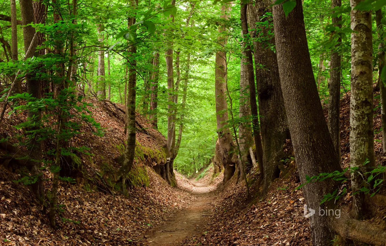 Фото обои лес, листья, деревья, тропа, natchez trace national scenic trail, mississippi