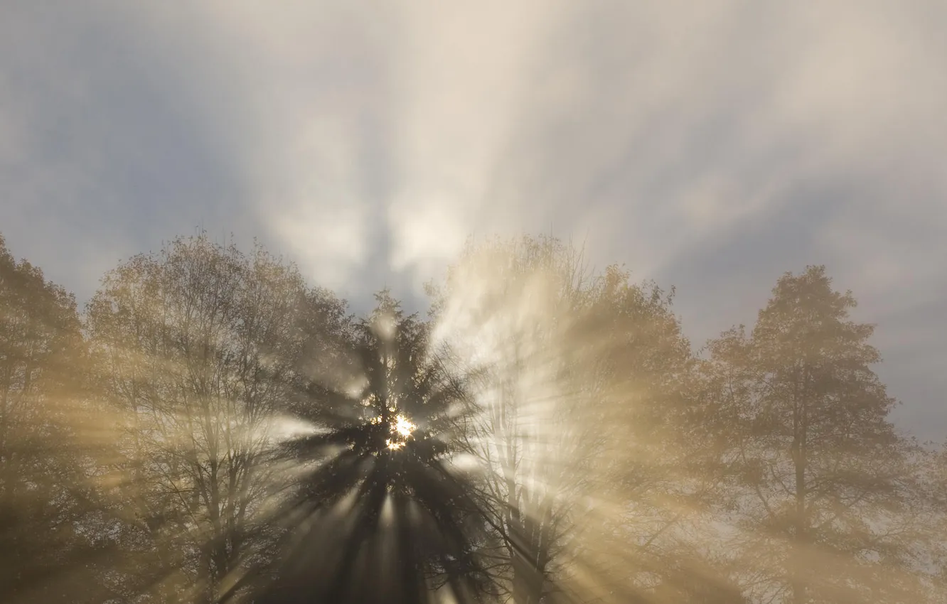 Фото обои лес, солнце, лучи, свет, деревья, туман