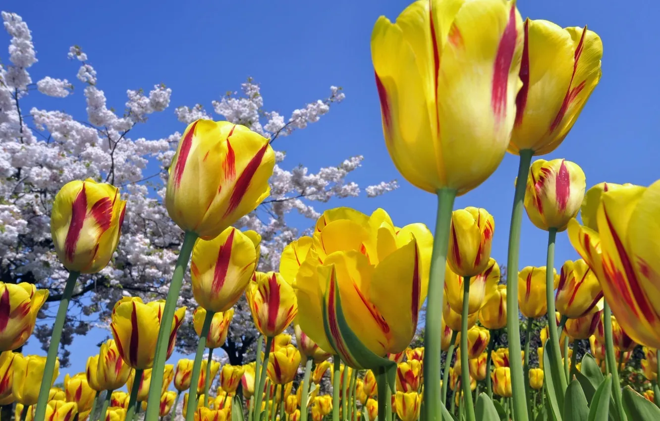 Фото обои cielo, amarillo, rojo, tulipanes