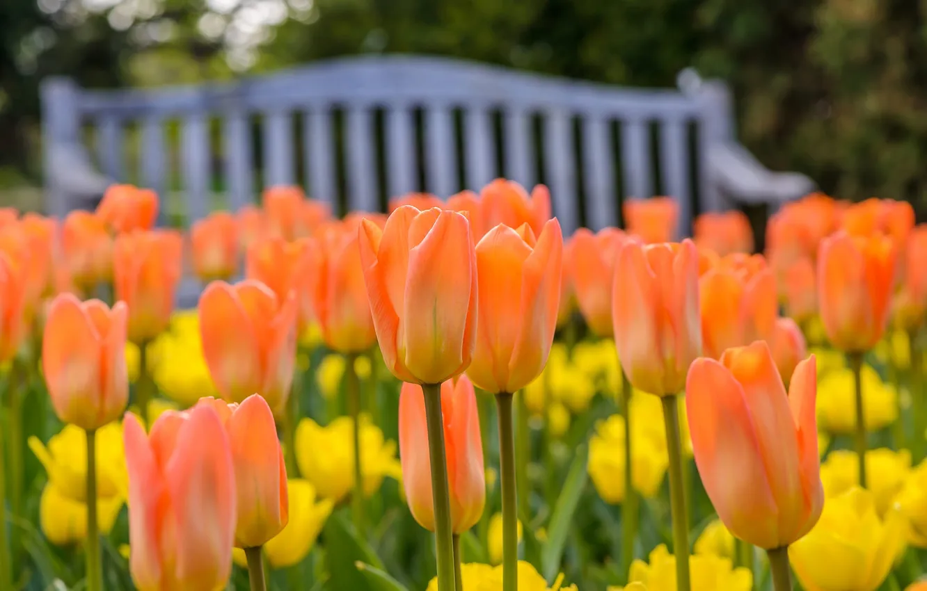 Фото обои тюльпаны, оранжевые, бутоны, боке