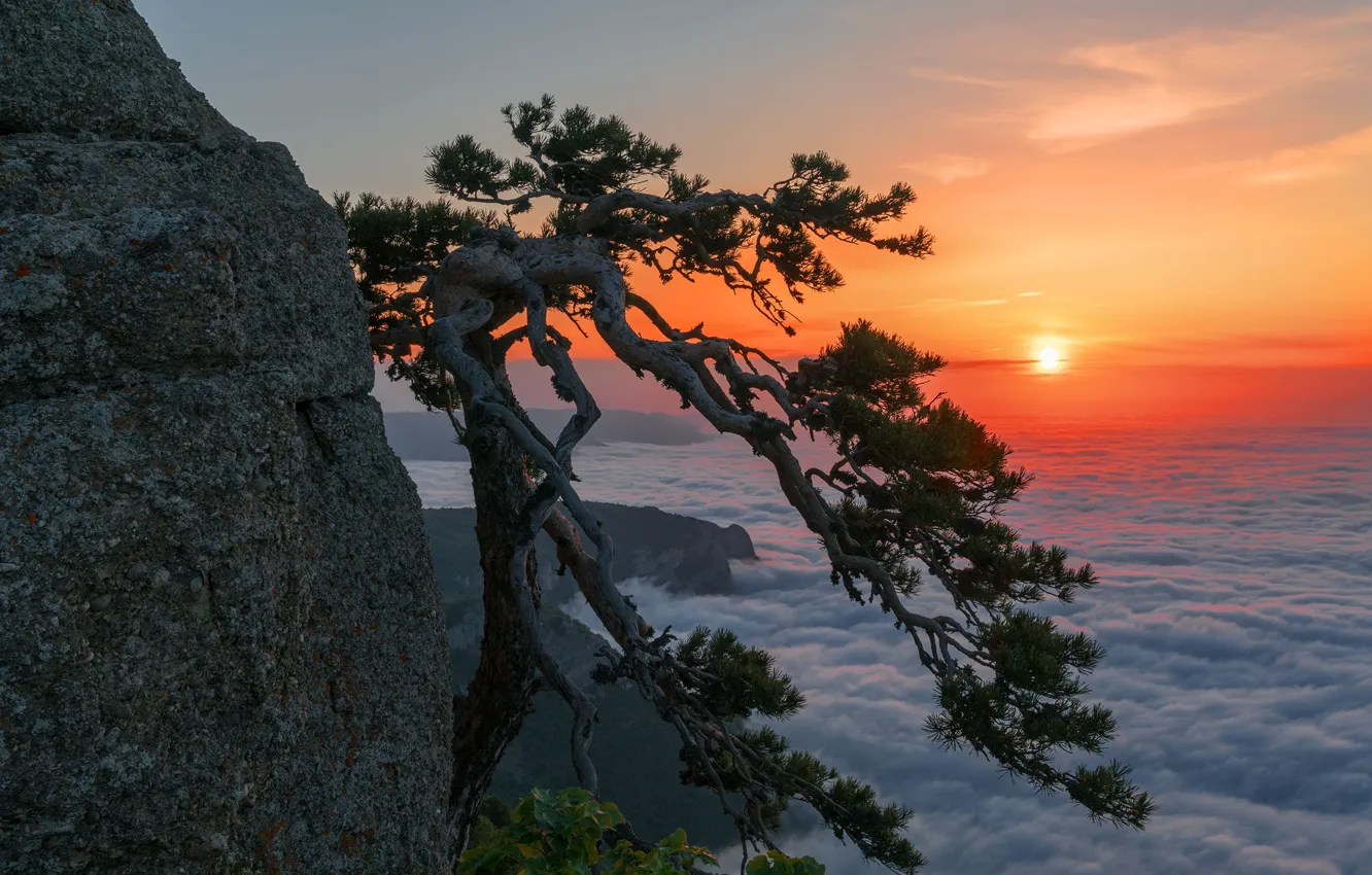 Сосна Станкевича Алуште