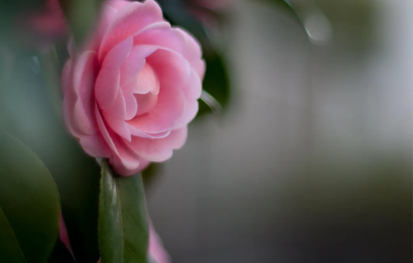 Фото обои цветок, листья, макро, розовый, лепестки, размытость, Камелия