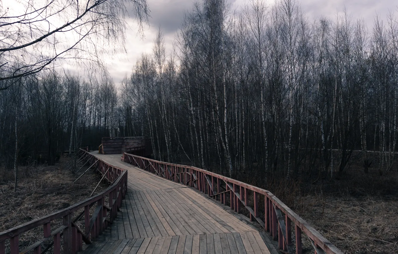 Фото обои лес, небо, деревья, тучи, пасмурно, Россия, тропинка, Артём