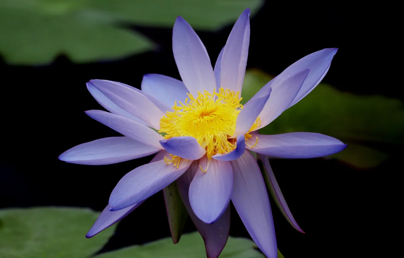 Фото обои цветок, листья, макро, пруд, голубой, лотос, кувшинка, водяная лилия