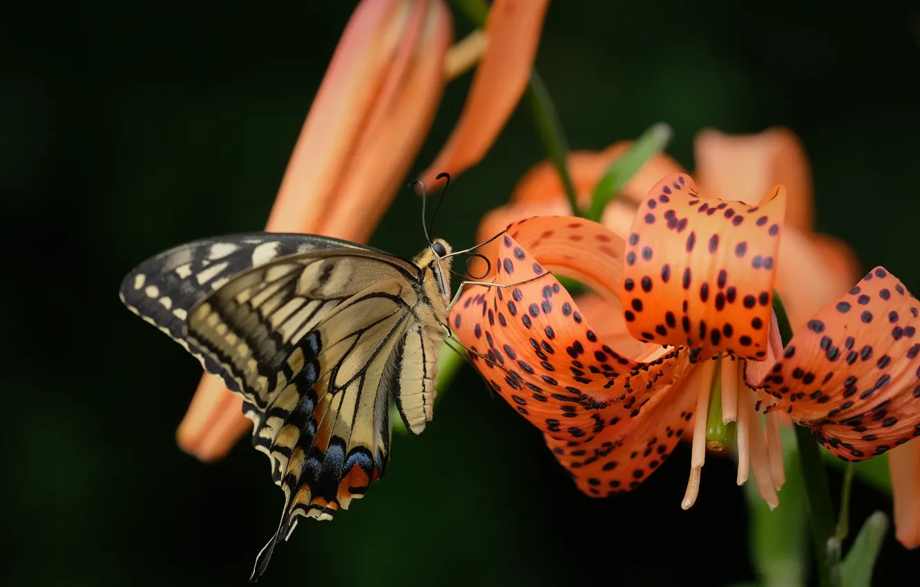 Фото обои цветок, макро, бабочка, лилия, лепестки, Махаон, Тигровая лилия