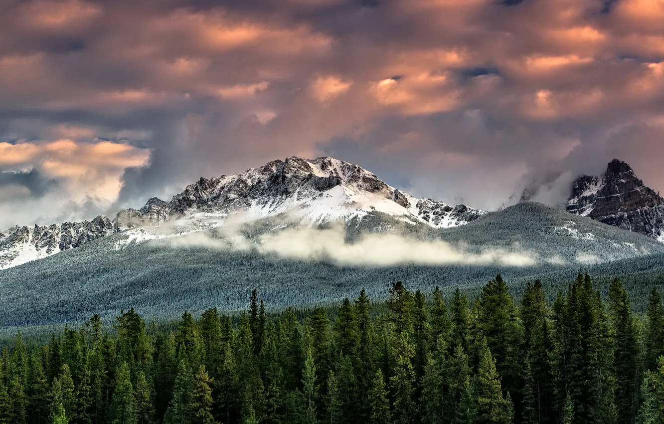 Фото обои лес, небо, облака, снег, горы, туман, вершины, ели