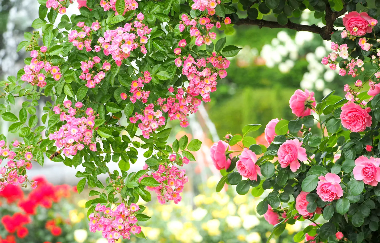 Фото обои розовый, розы, красота, сад, шиповник