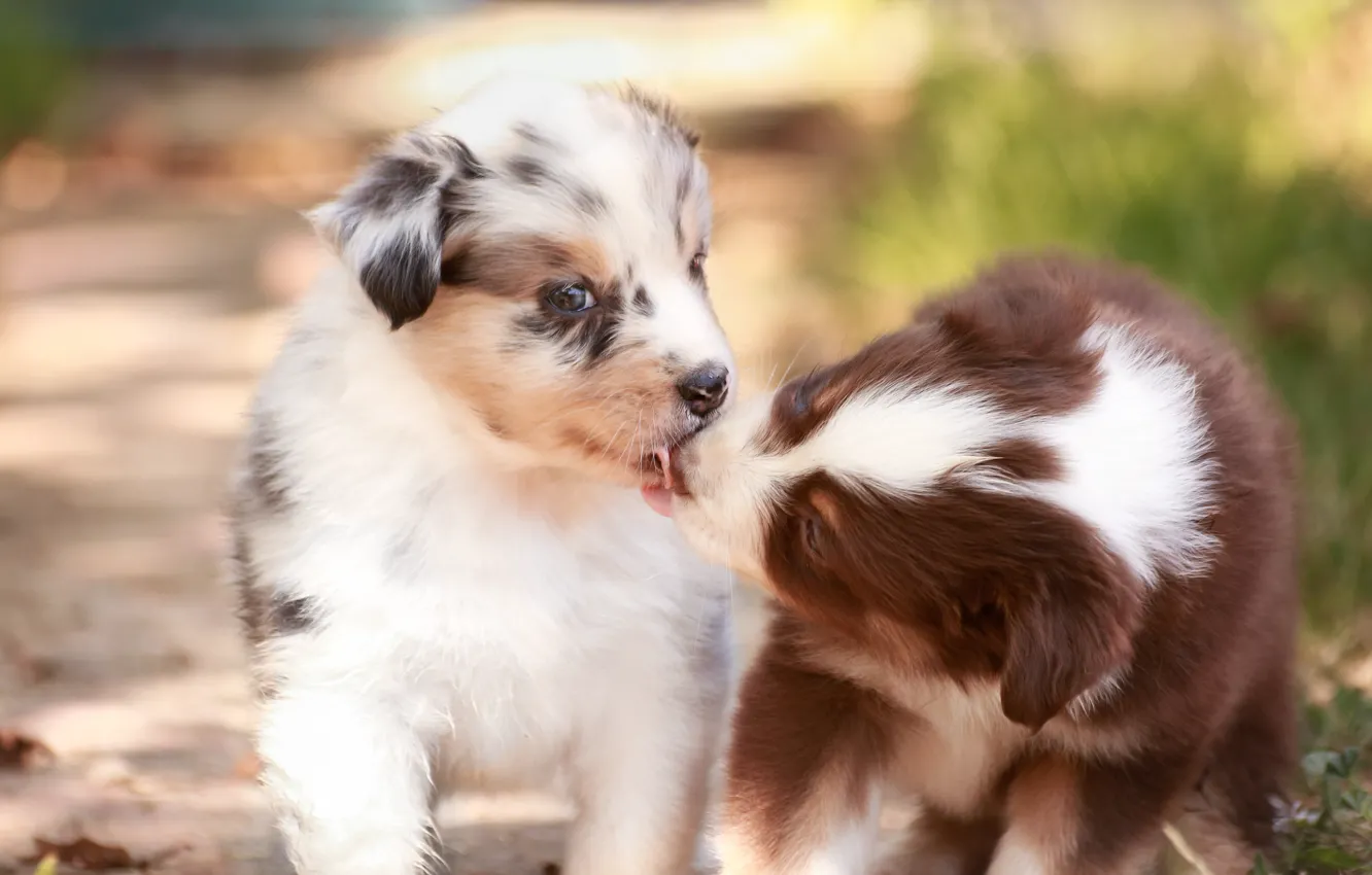 Фото обои собаки, поцелуй, щенки, малыши, парочка