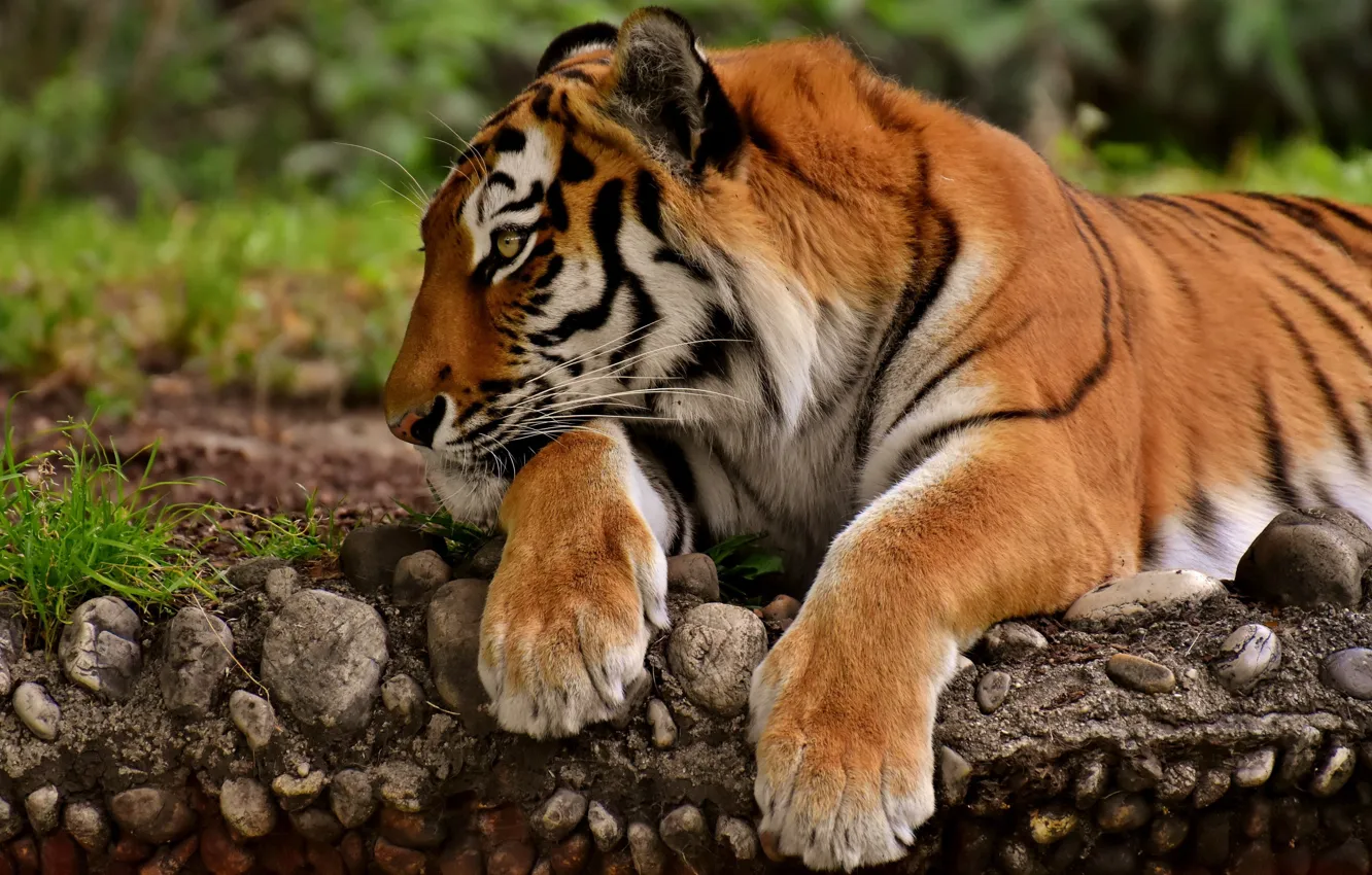 Фото обои тигр, хищник, лапы
