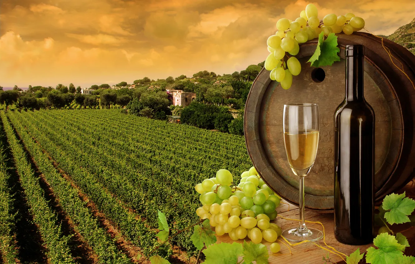 Фото обои листья, вино, белое, бокал, бутылка, виноград, бочка, виноградники