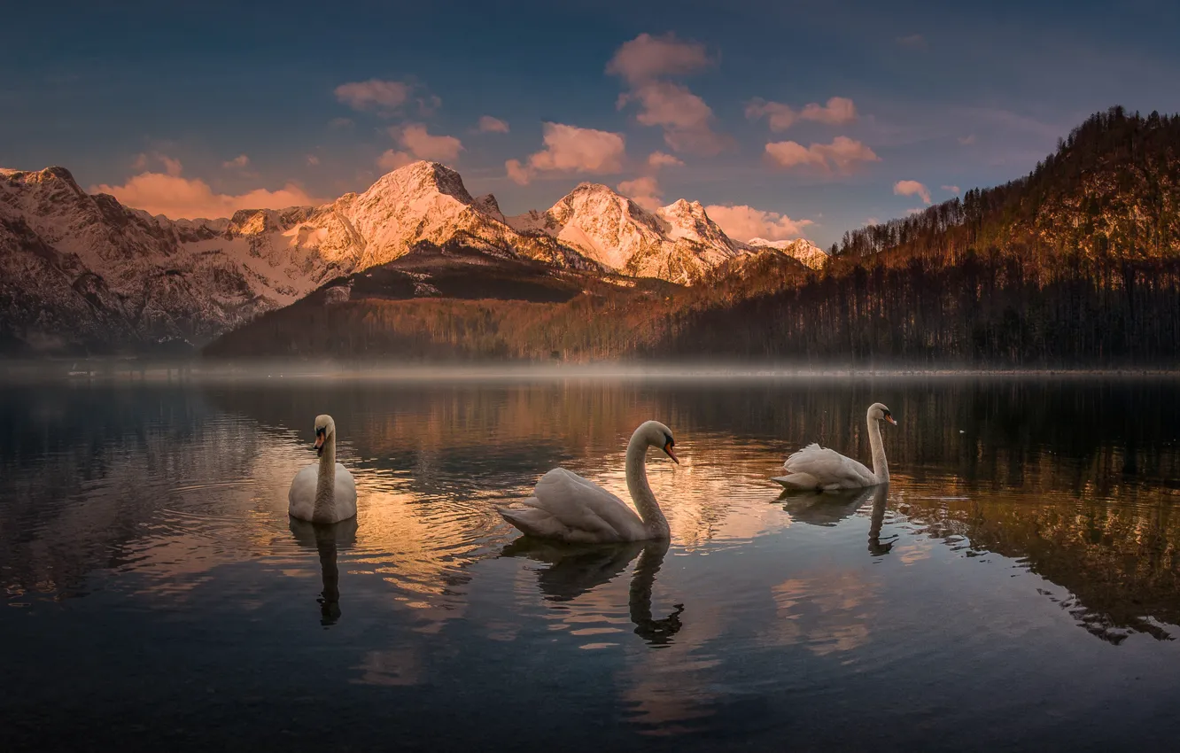 Фото обои горы, озеро, Австрия, лебеди, Almsee