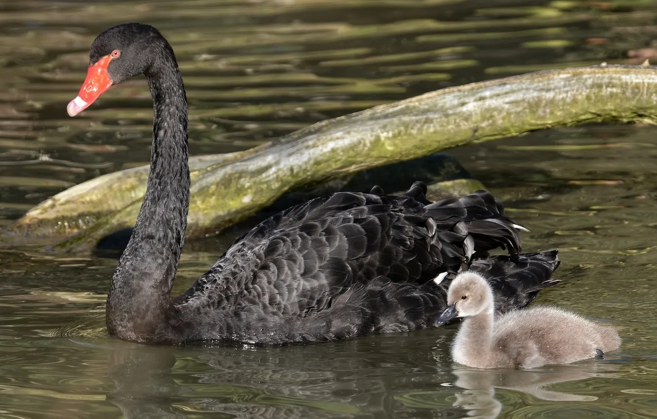 Фото обои вода, малыш, семья, пара, мама, птенец, черный лебедь, лебеденок