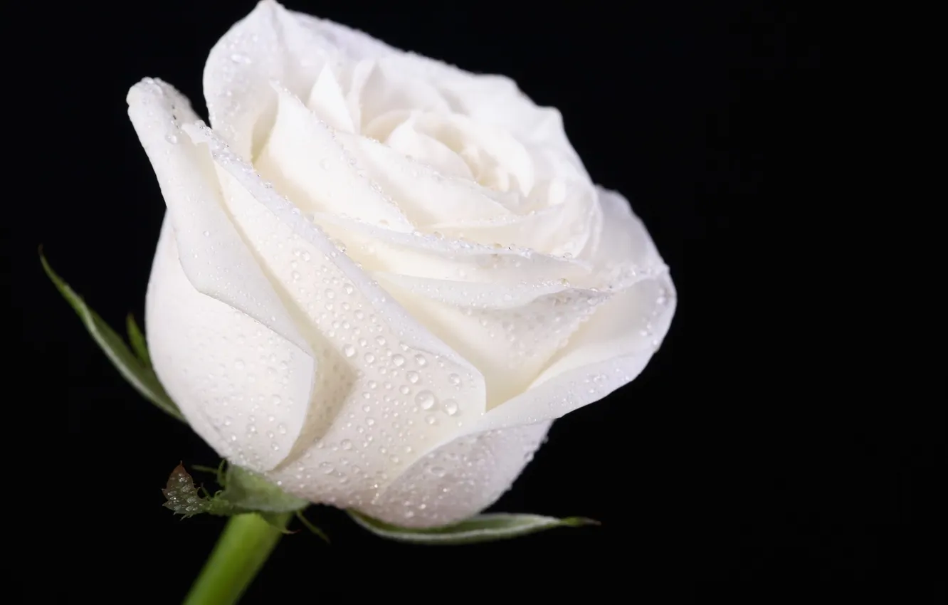 Фото обои цветок, бутон, черный фон, капли воды, белая роза