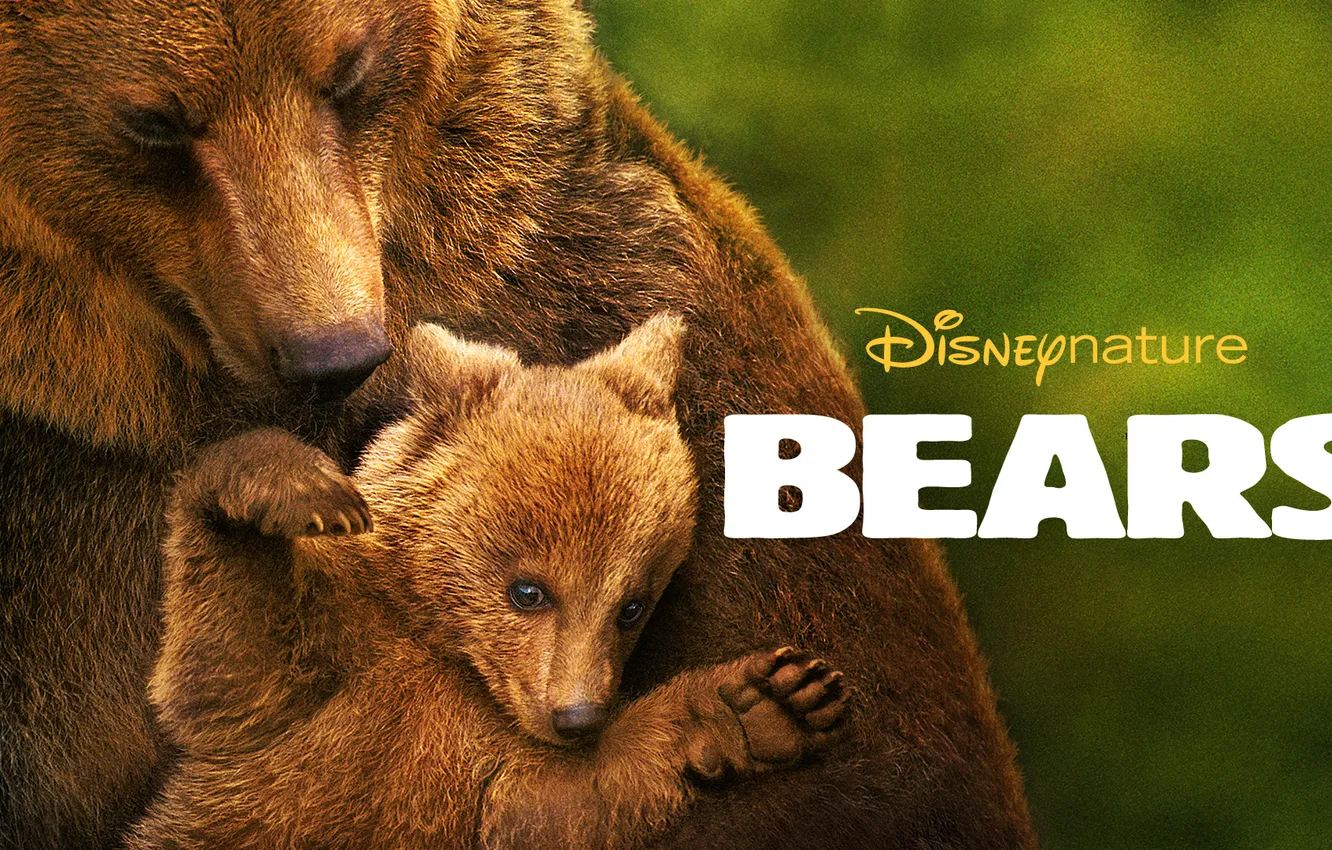 Фото обои Медведи, документальный, Bears, Disneynature