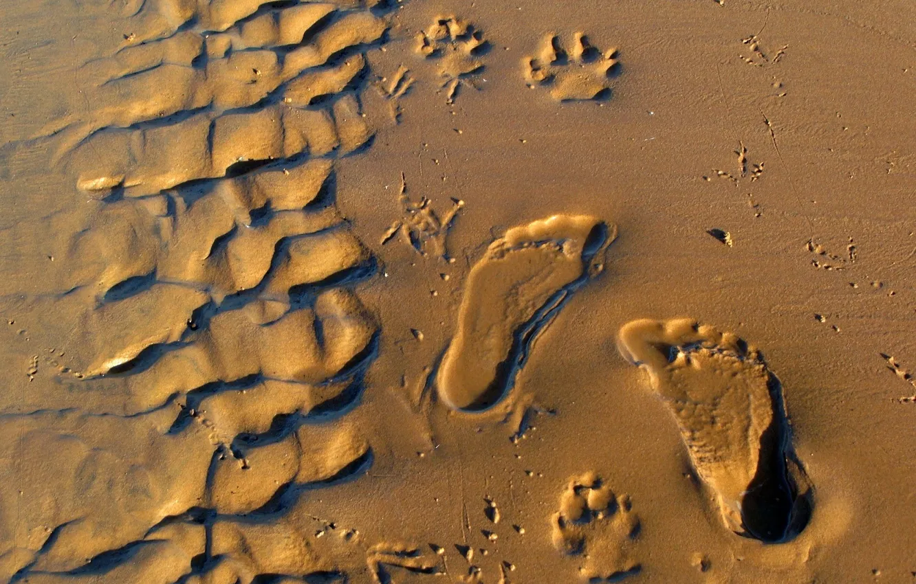 Фото обои песок, пляж, следы