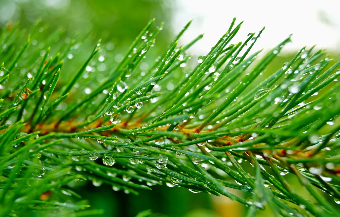 Фото обои капли, иголки, зеленый, дождь, ветка, Сосна