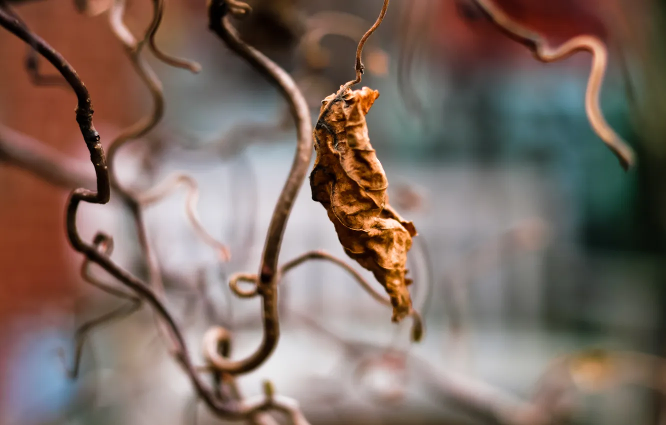 Фото обои макро, лист, leaf, сухой лист, засохший лист