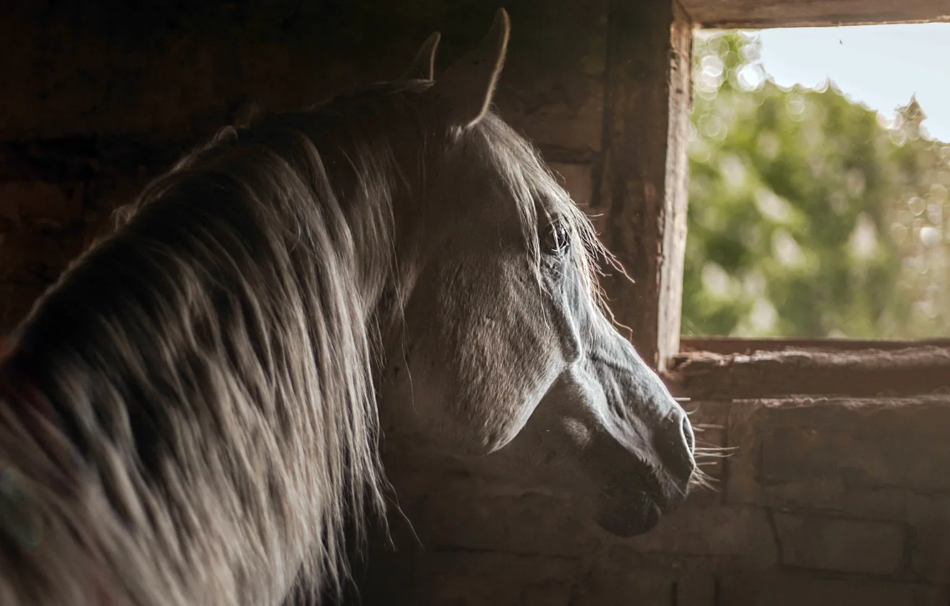 Фото обои фон, конь, окно