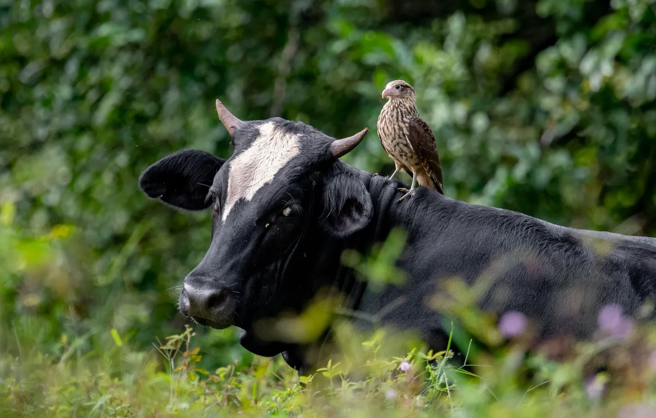 Фото обои трава, птица, корова, ястреб