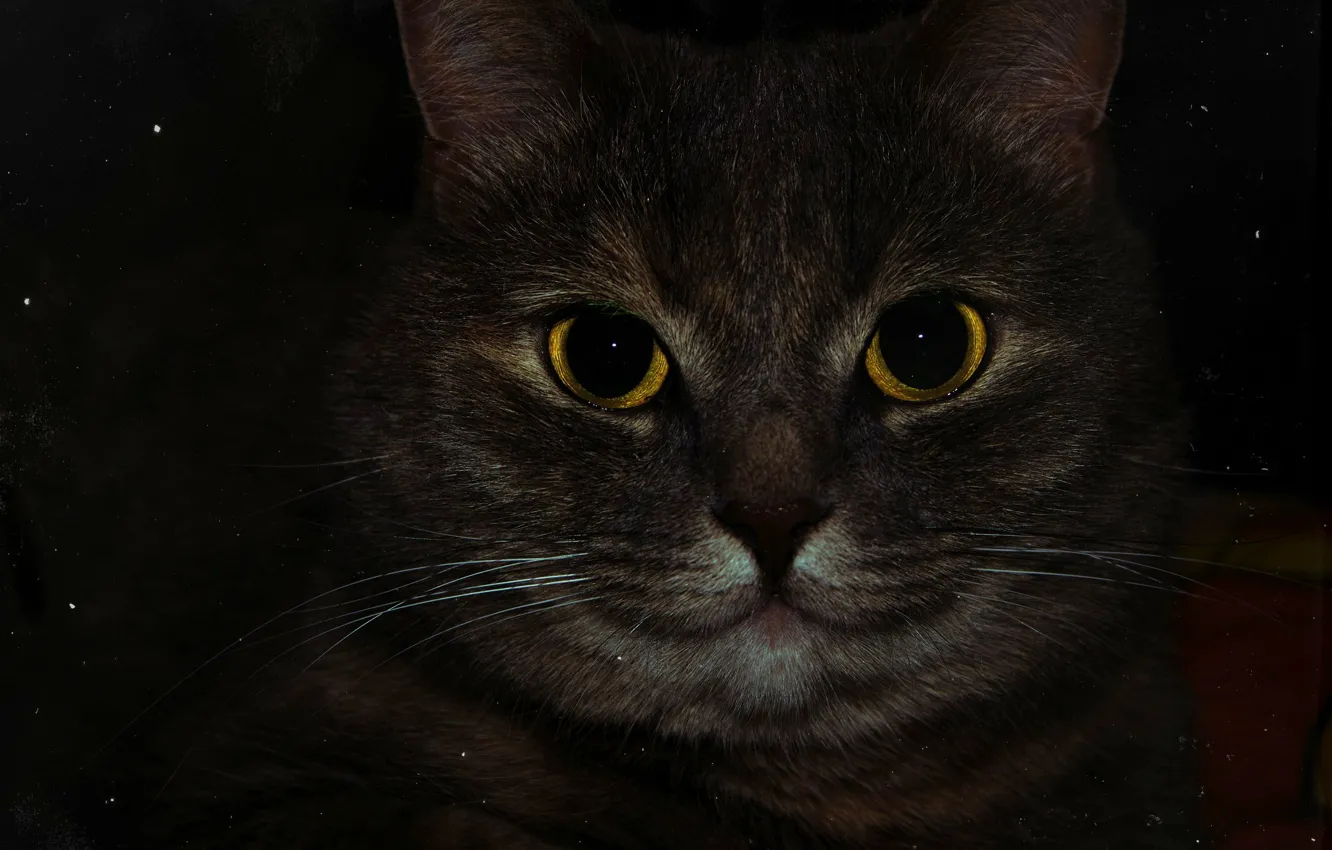 Фото обои глаза, макро, Кошка, жёлтые