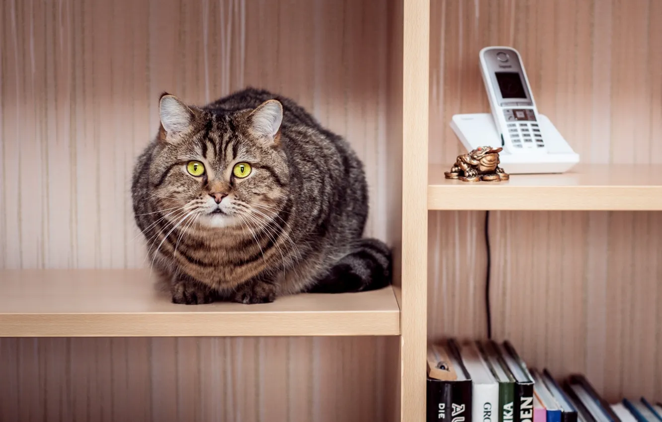 Фото обои кошка, кот, книги, телефон, шкаф, сидит, полосатая, полки