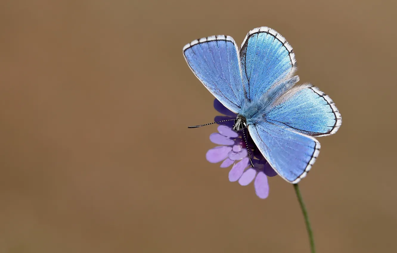 Фото обои цветок, макро, фон, бабочка, насекомое, крылышки, голубая