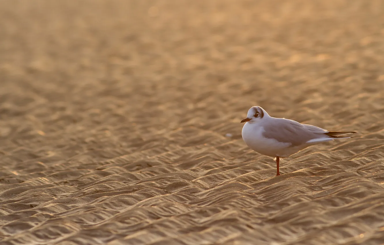 Фото обои песок, птица, чайка