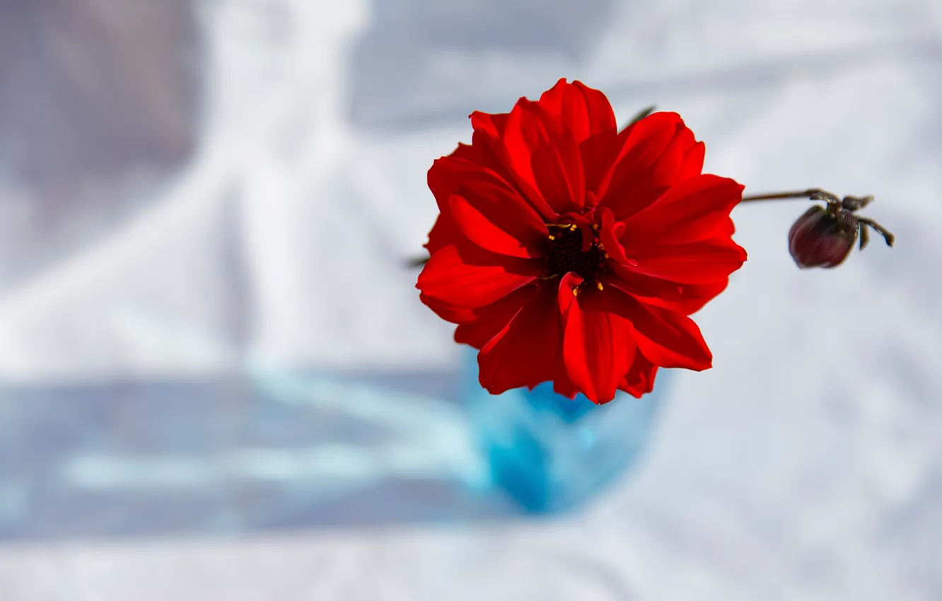 Фото обои цветок, фон, Red Dahlia