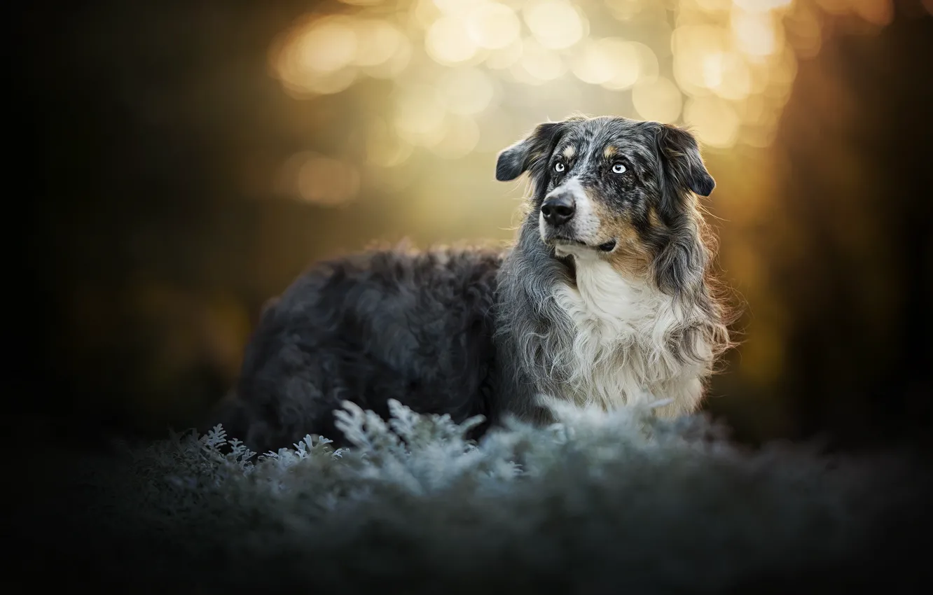 Фото обои взгляд, собака, боке, Австралийская овчарка, Аусси