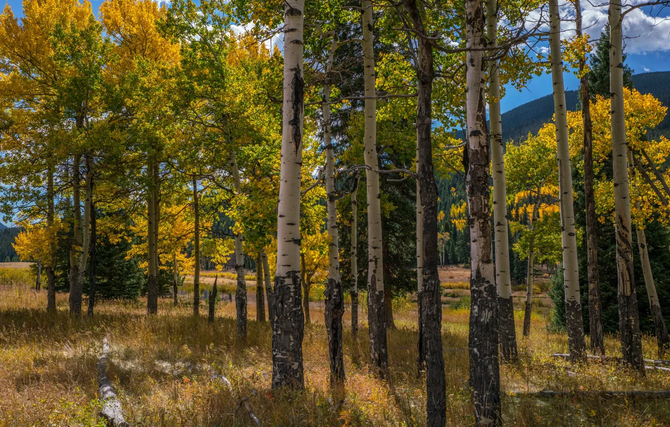 Фото обои осень, лес, солнце, облака, деревья, горы, парк, США
