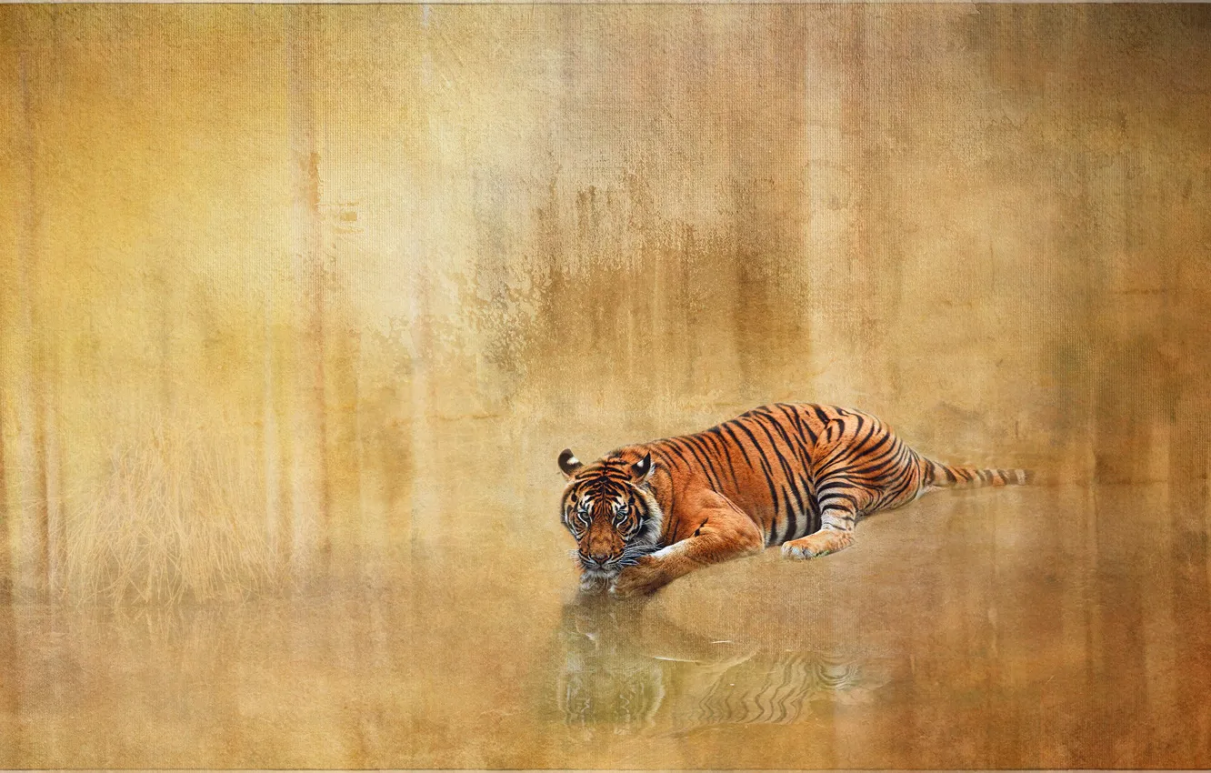 Фото обои тигр, отражение, фон, текстура, дикая кошка