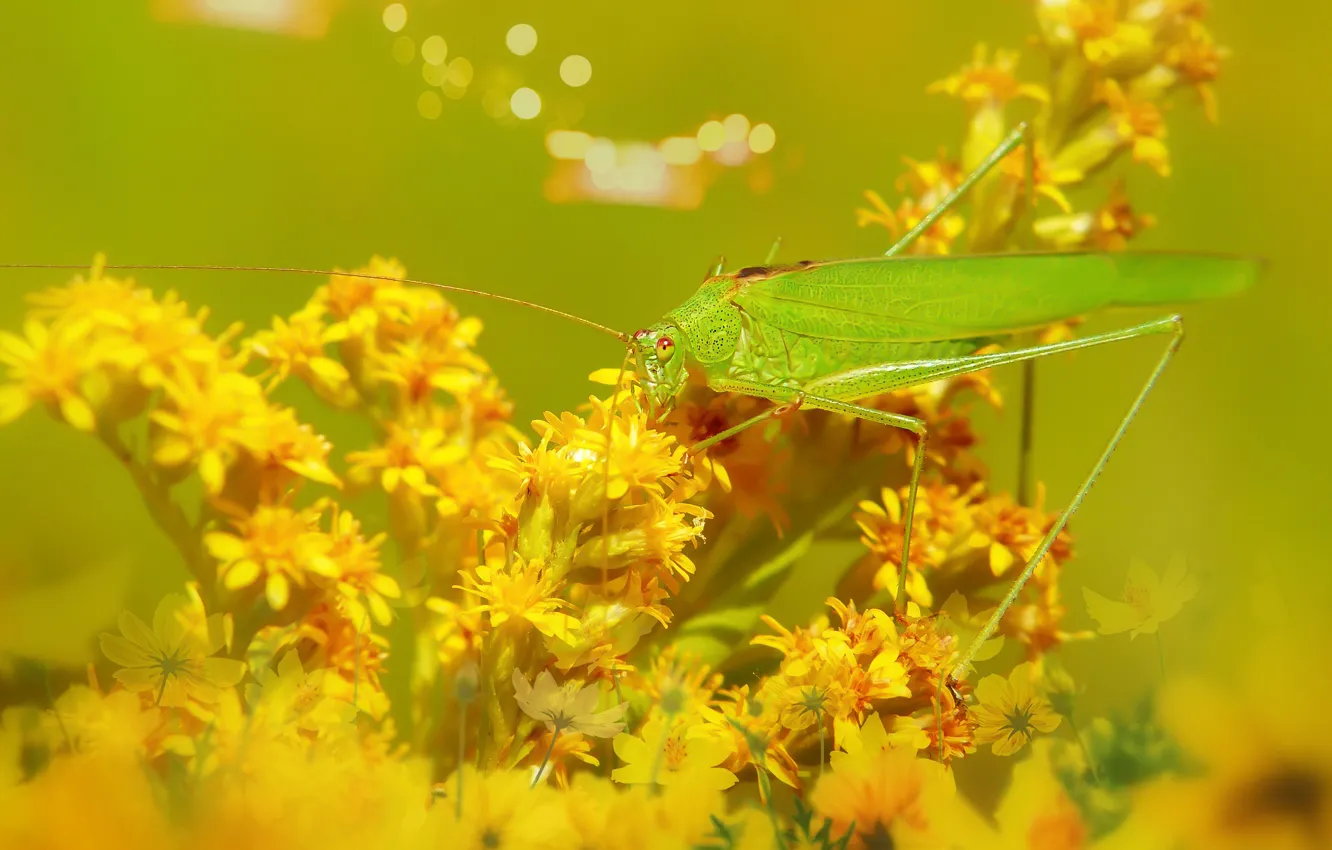 Фото обои лето, макро, цветы, желтый, зеленый, фон, желтые, насекомое