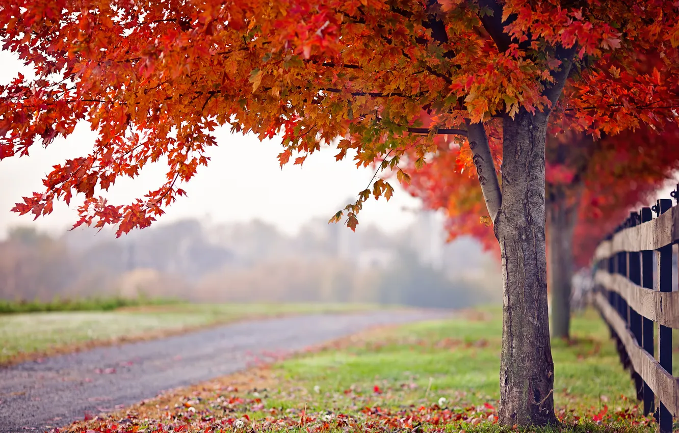 Фото обои дорога, осень, дерево, забор