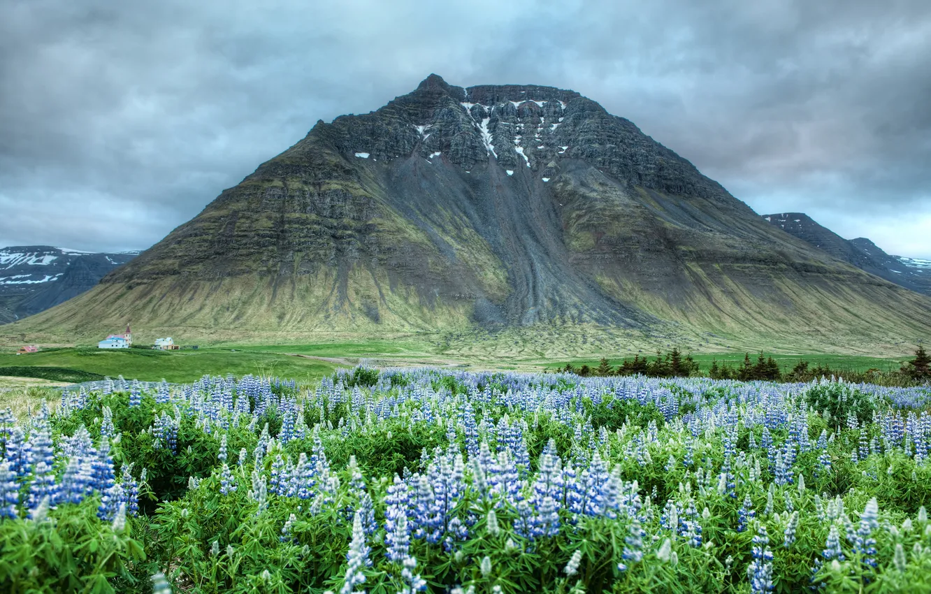 Фото обои цветы, гора, долина