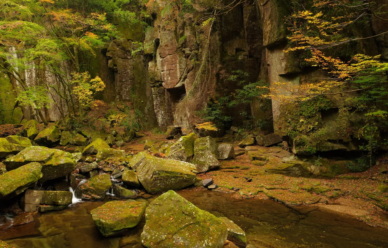 Фото обои лес, ручей, камни, скалы