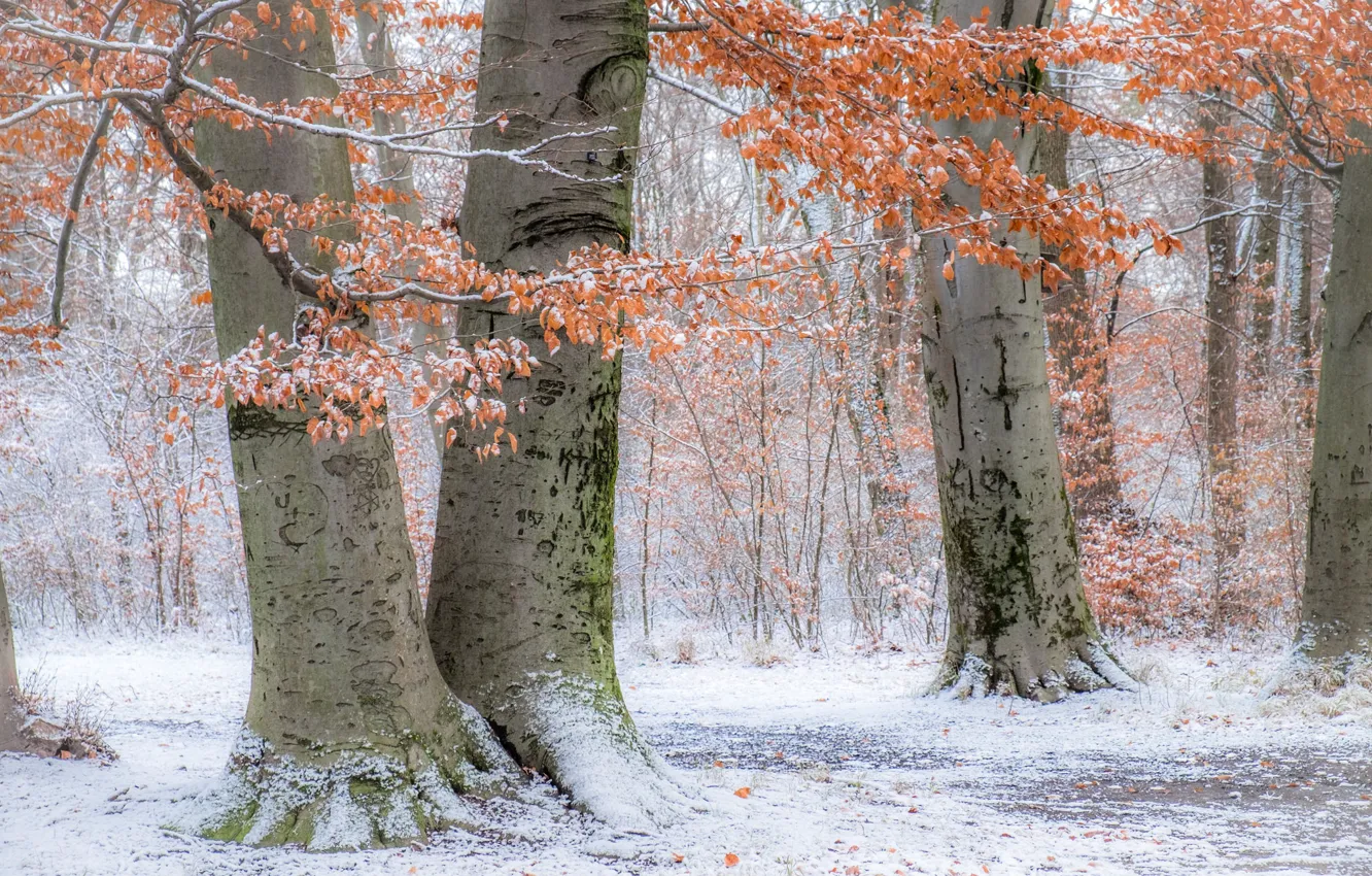 Фото обои осень, снег, деревья, парк, Германия, Мюнхен, Бавария, Germany