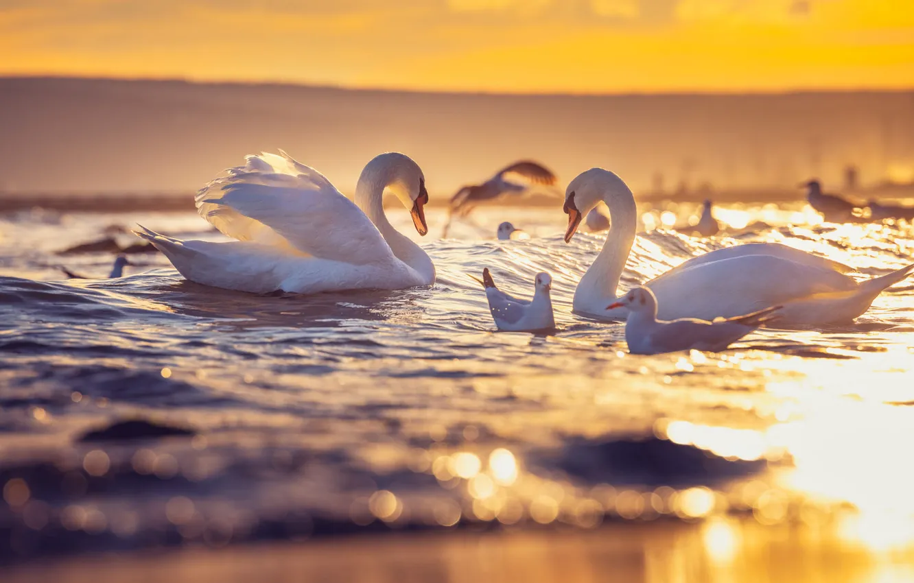 Фото обои свет, птицы, чайки, пара, белые, лебеди, водоем