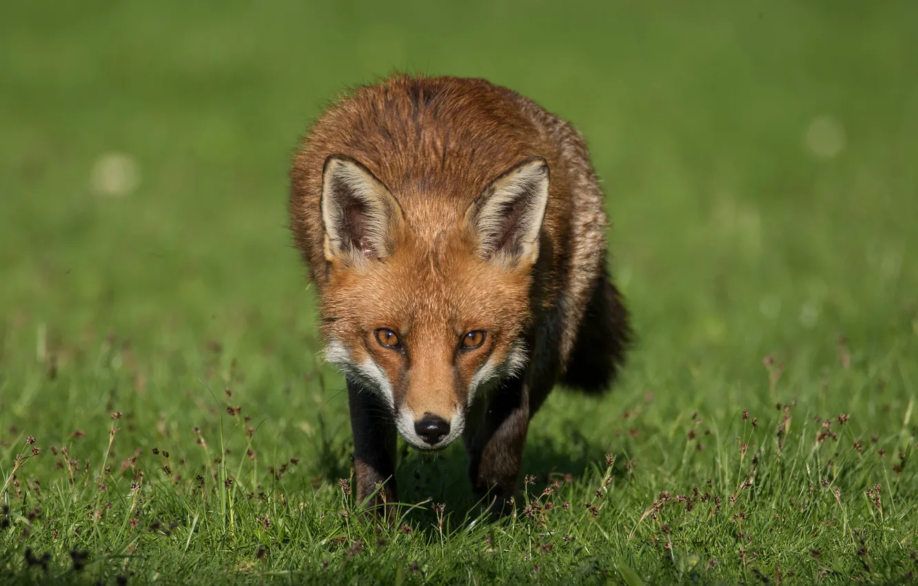 Фото обои трава, взгляд, морда, природа, поза, лиса, рыжая, зеленый фон