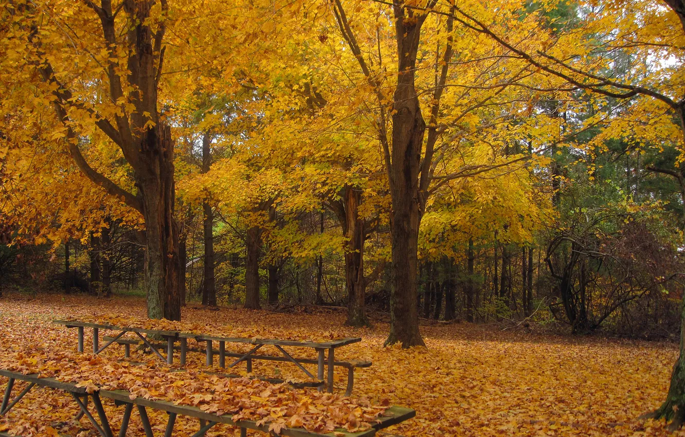 Фото обои деревья, парк, листва, Осень, листопад, trees, nature, park