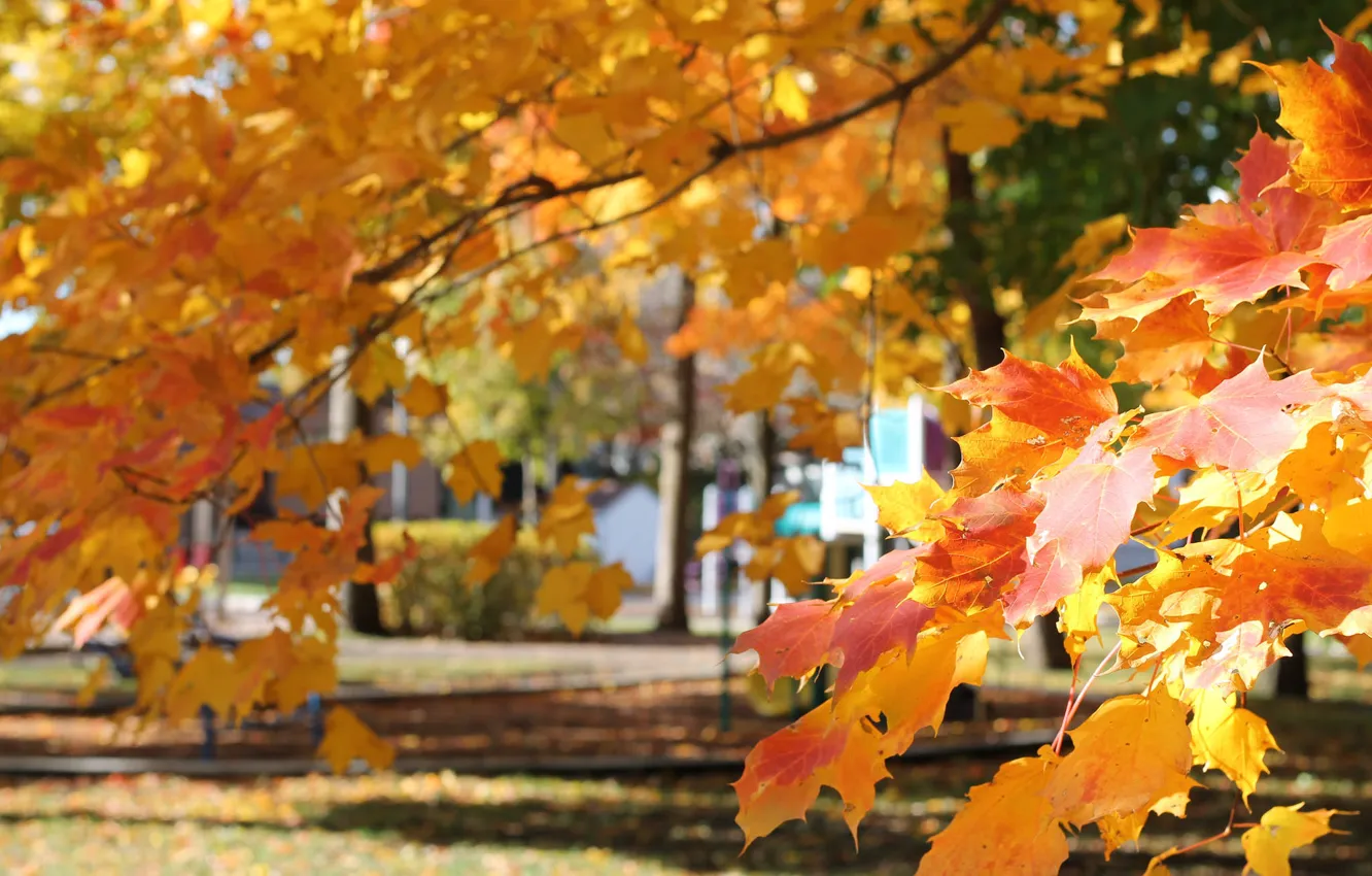 Фото обои осень, листья, парк, клен