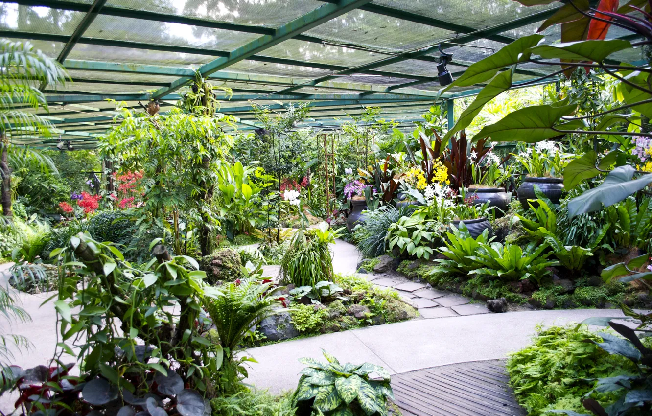 Фото обои зелень, листья, цветы, сад, Сингапур, горшки, кусты, оранжерея