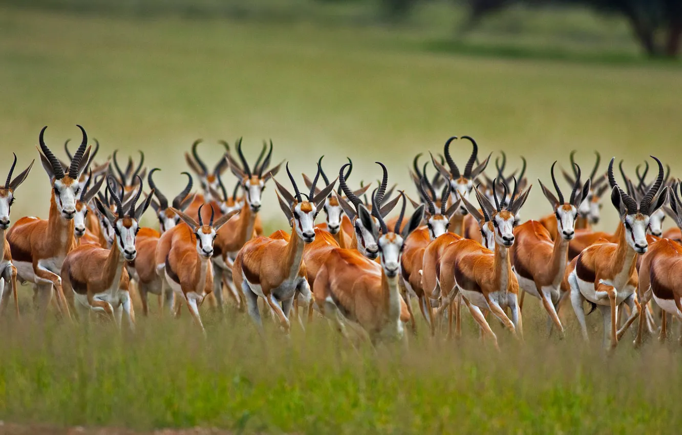 Фото обои Африка, ЮАР, Калахари, антилопа-прыгун, африканская антилопа, спрингбок