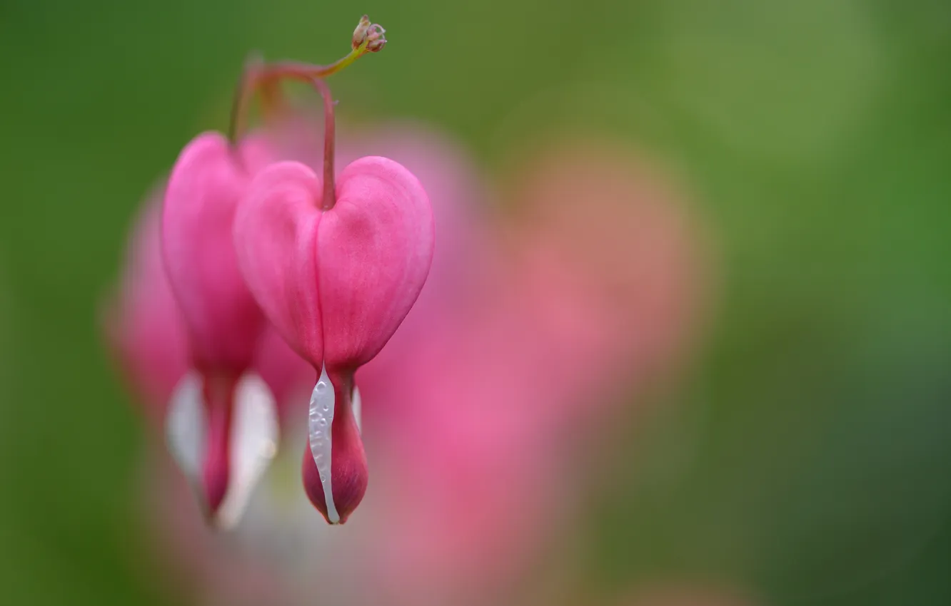 Фото обои макро, розовые, цветки, разбитое сердце, дицентра