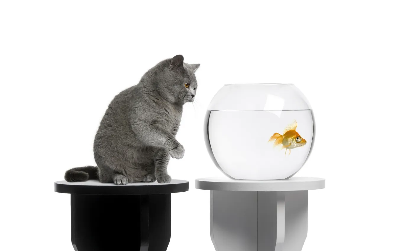 Фото обои кот, аквариум, рыбка