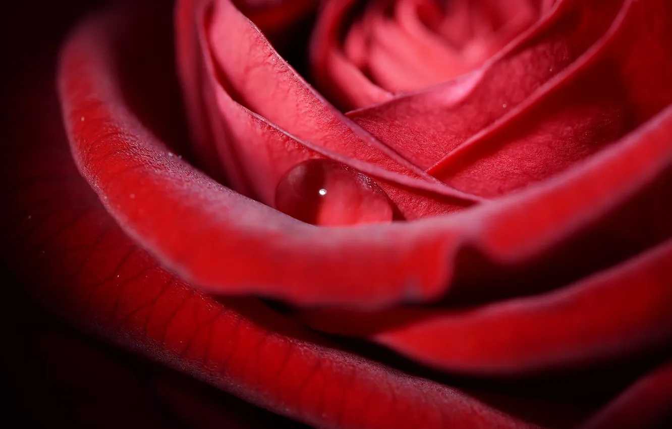 Фото обои цветок, макро, красный, роза, капля, лепестки, капелька