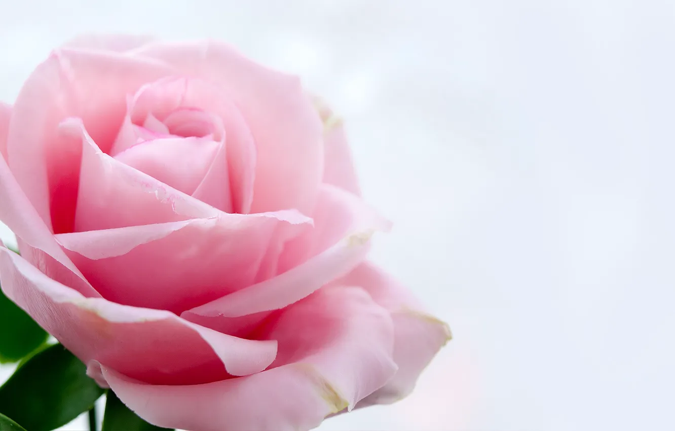 Фото обои цветок, цветы, роза, розовая роза