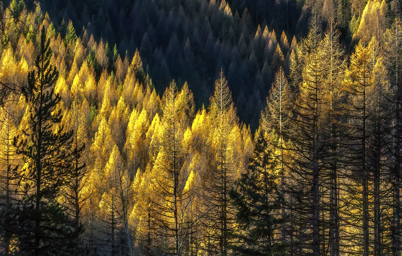 Фото обои осень, лес, свет, деревья, горы, природа, стволы, желтые