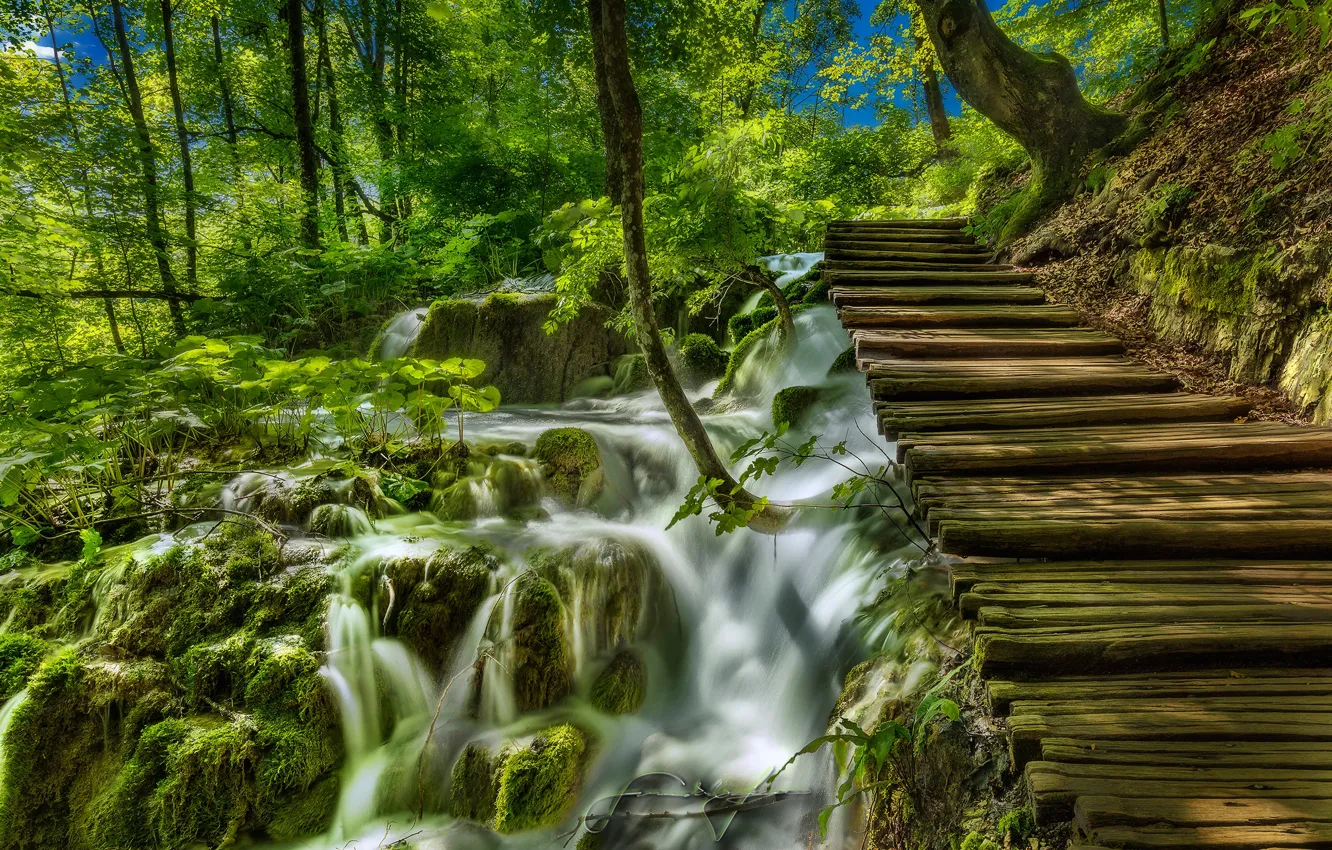 Фото обои зелень, трава, солнце, деревья, ручей, водопад, мох, кусты