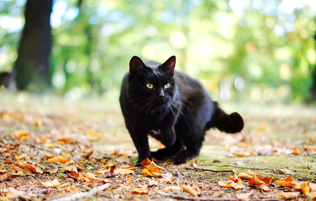 Фото обои осень, кошка, кот, листья, черный