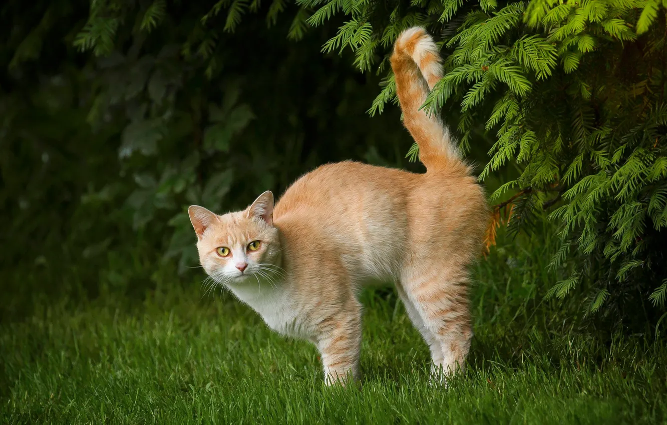 Фото обои кошка, трава, кот, ветки, рыжий, хвост, котейка